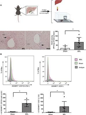 ADAM Metalloproteinase Domain 17 Regulates Cholestasis-Associated Liver Injury and Sickness Behavior Development in Mice